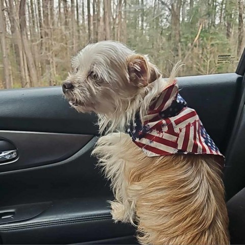 Buddy, an adoptable Shih Tzu, Mixed Breed in Bailey, NC, 27807 | Photo Image 5