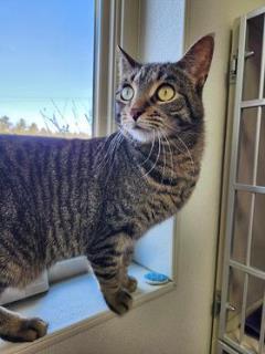 Junior, an adoptable Domestic Short Hair in Cheboygan, MI, 49721 | Photo Image 1