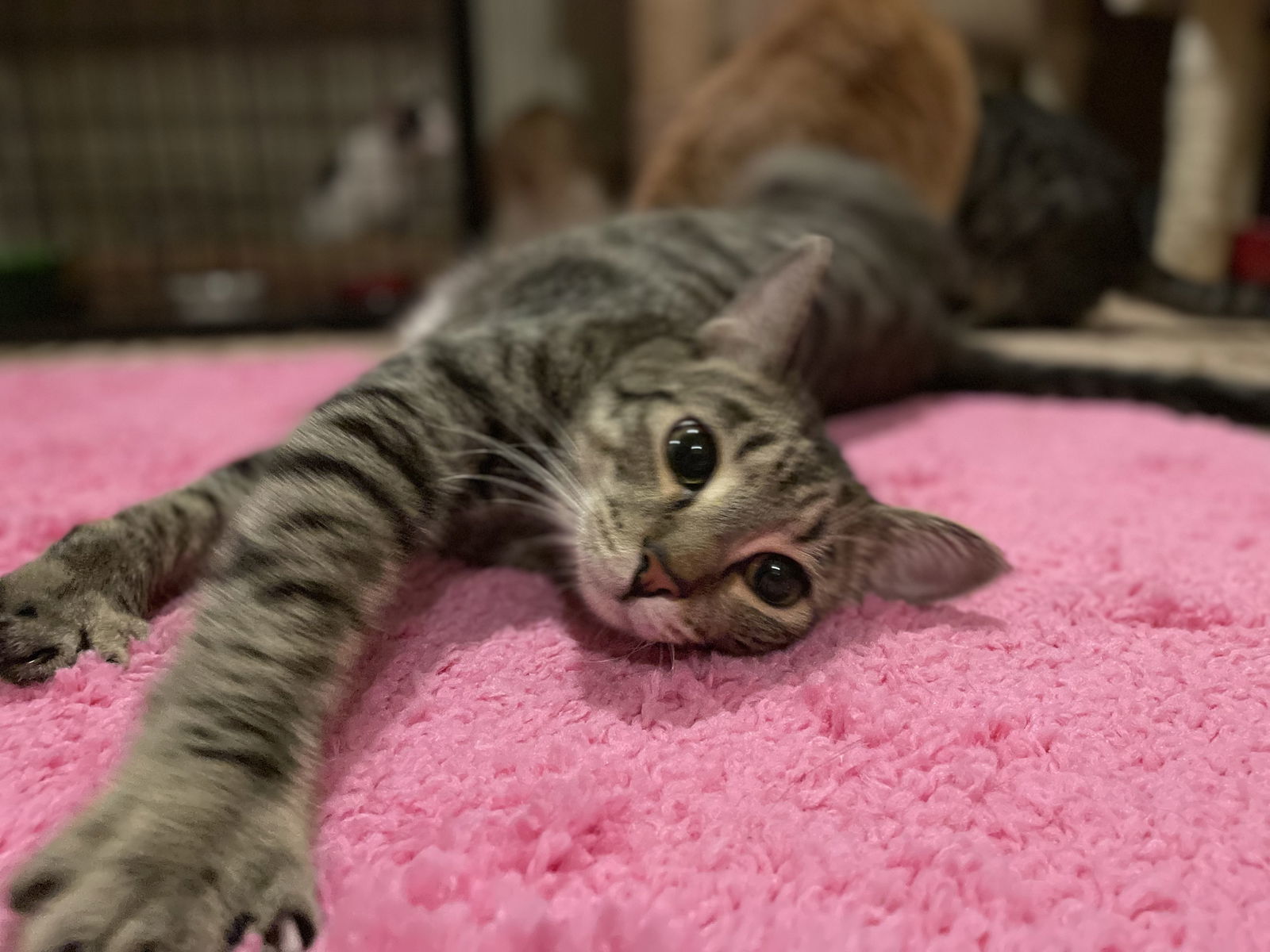 Ian, an adoptable Domestic Short Hair in Pensacola, FL, 32534 | Photo Image 1