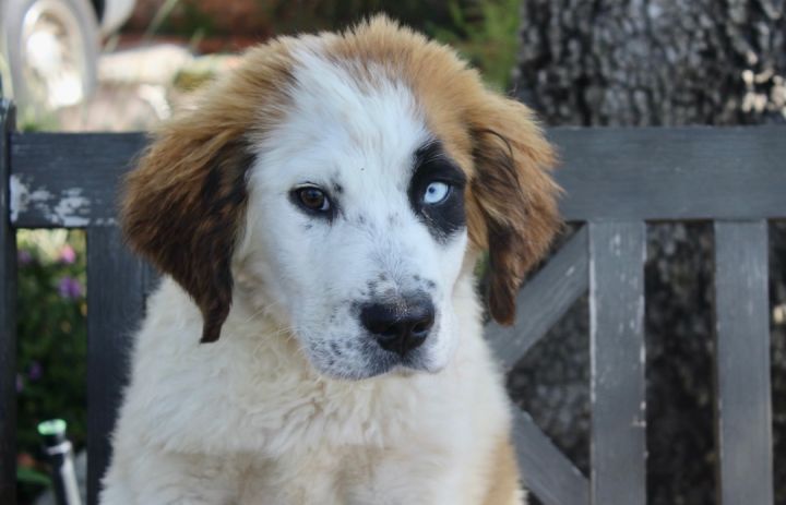 Saint bernard with blue 2024 eyes