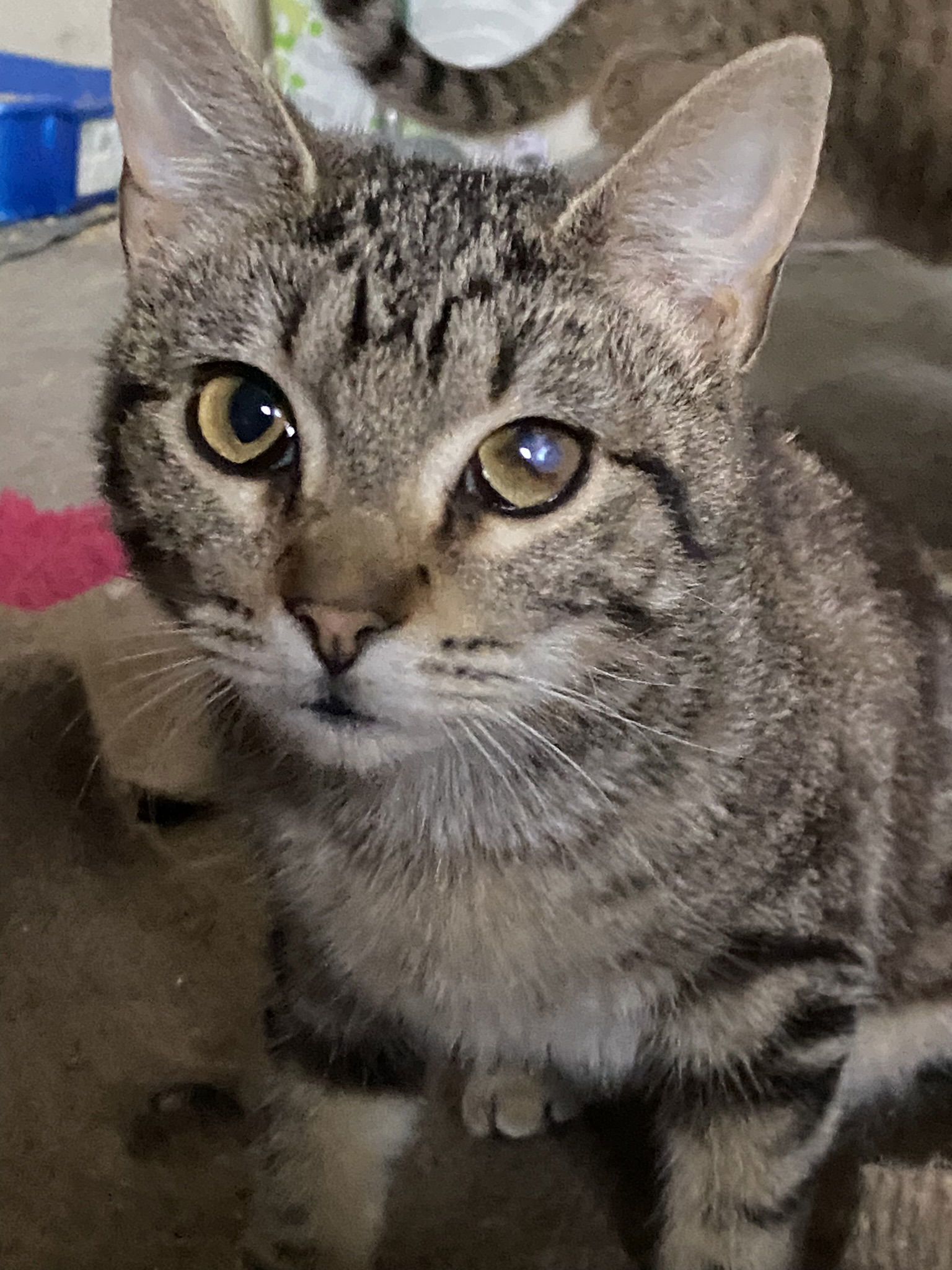 Sky, an adoptable Domestic Short Hair, Tabby in Drasco, AR, 72530 | Photo Image 1