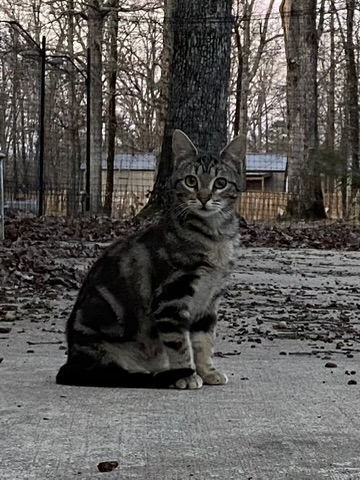 Sky, an adoptable Domestic Short Hair, Tabby in Drasco, AR, 72530 | Photo Image 2