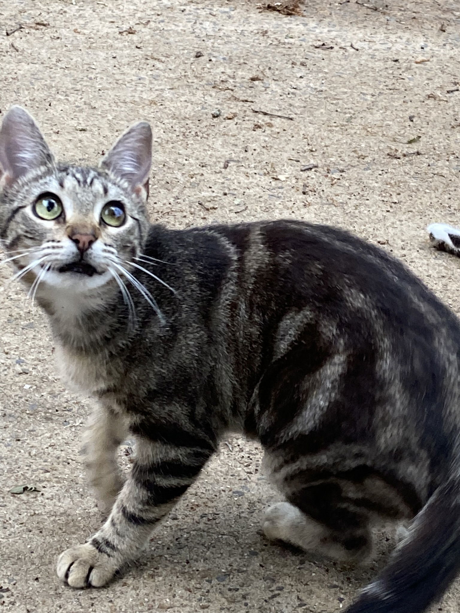 Sky, an adoptable Domestic Short Hair, Tabby in Drasco, AR, 72530 | Photo Image 3