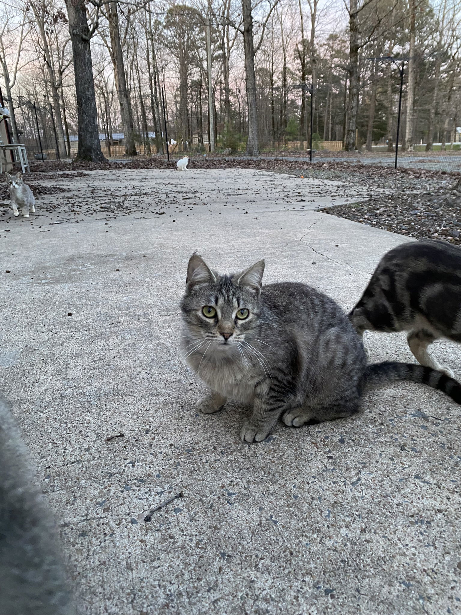 Pixie, an adoptable Tabby, Domestic Short Hair in Drasco, AR, 72530 | Photo Image 1