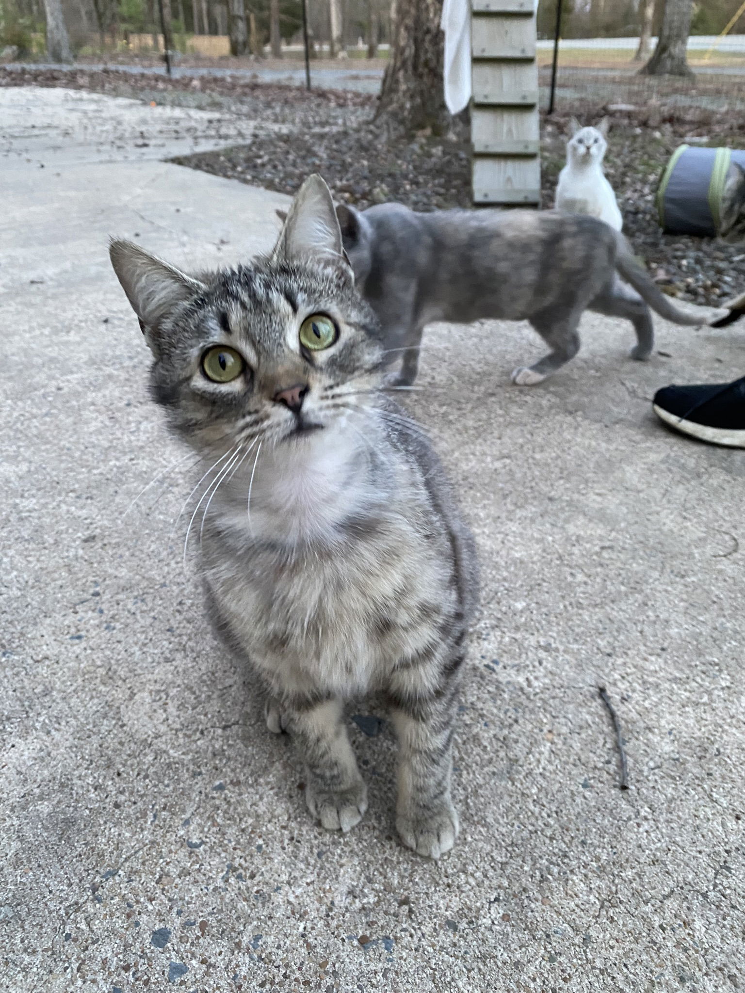 Pixie, an adoptable Tabby, Domestic Short Hair in Drasco, AR, 72530 | Photo Image 2