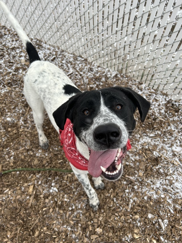 Great pyrenees store german shorthair mix