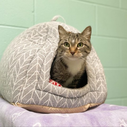 Tinker--In Foster***ADOPTION PENDING***, an adoptable Domestic Short Hair in Fargo, ND, 58102 | Photo Image 1