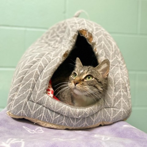 Tinker--In Foster***ADOPTION PENDING***, an adoptable Domestic Short Hair in Fargo, ND, 58102 | Photo Image 3