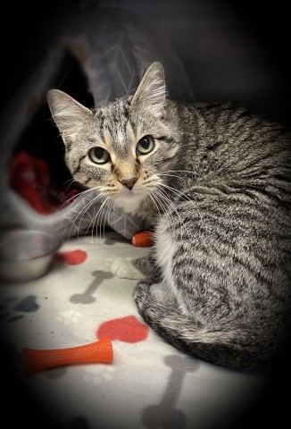 Tinker--In Foster***ADOPTION PENDING***, an adoptable Domestic Short Hair in Fargo, ND, 58102 | Photo Image 4