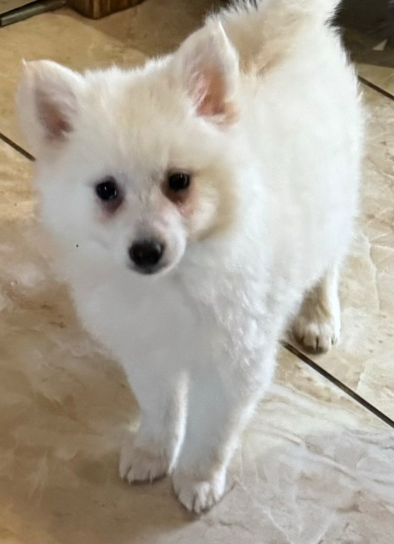 Dog for adoption - Patty, an American Eskimo Dog in North Freedom, WI ...