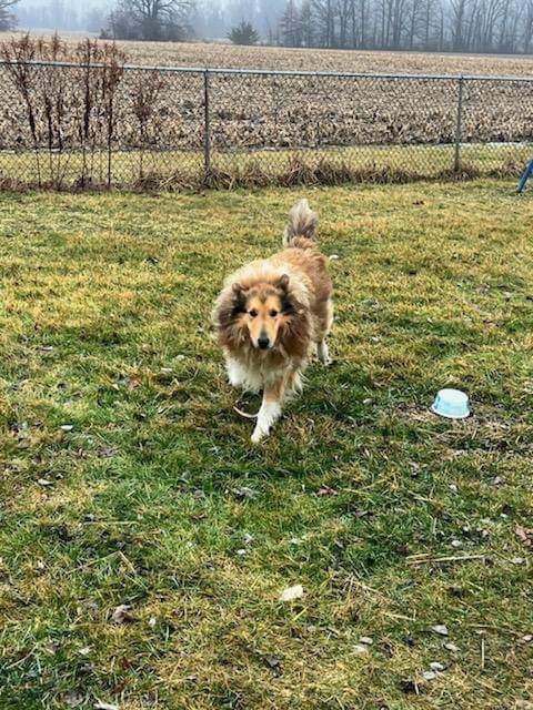 Coldwater shelties store