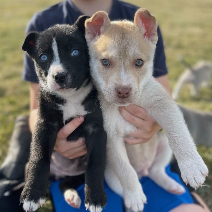 Husky mix puppies cheap for adoption