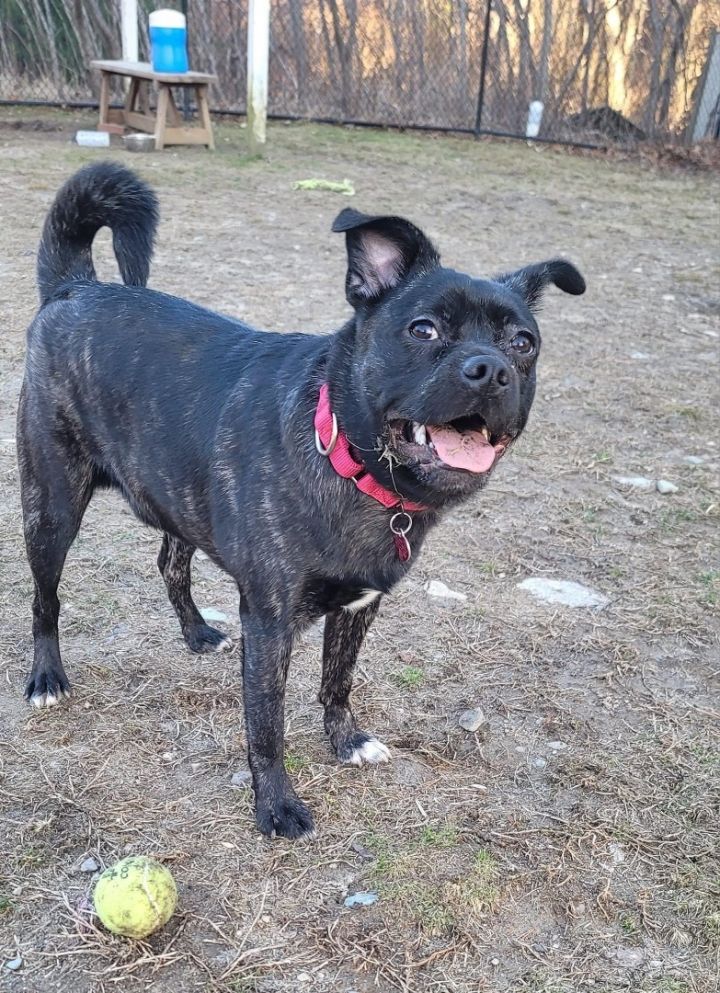 Brindle boston terrier pug hot sale mix