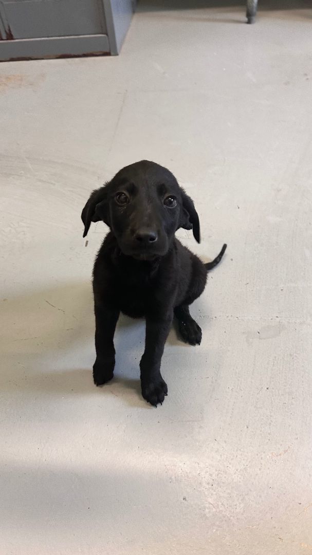 Dog for adoption Kili a Labrador Retriever Mix in Beatrice NE