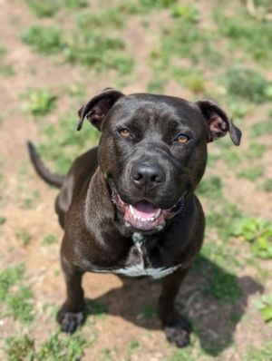 Are you looking for a sweet companion who knows how to be mellow but also can be super playful If