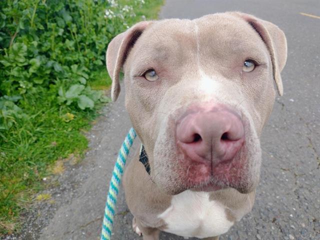 CHLOE, an adoptable Pit Bull Terrier, Mixed Breed in McKinleyville, CA, 95519 | Photo Image 1