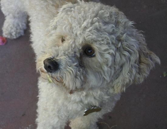 Charlie (two), an adoptable Poodle in Half Moon Bay, CA, 94019 | Photo Image 1