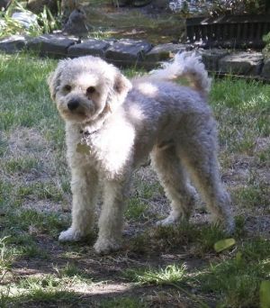 Charlie (two) Poodle Dog