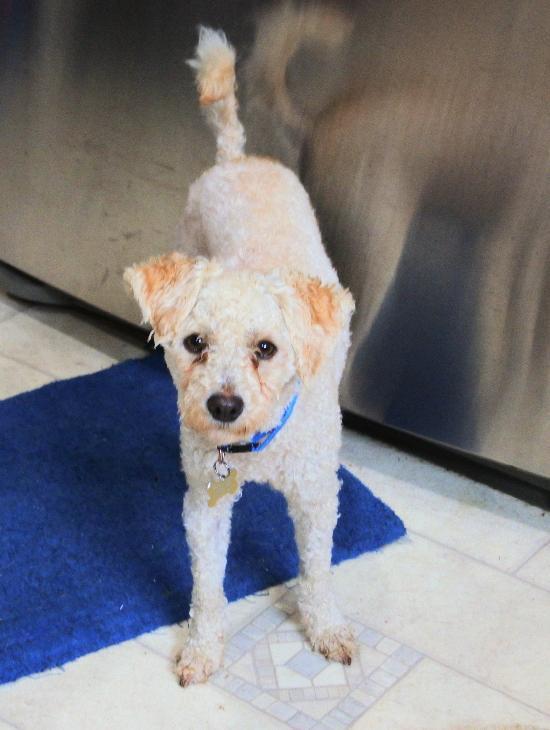 Charlie (two), an adoptable Poodle in Half Moon Bay, CA, 94019 | Photo Image 2