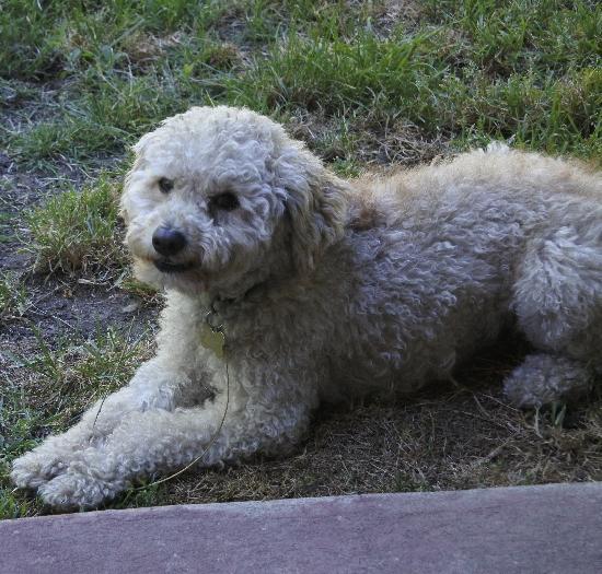 Charlie (two), an adoptable Poodle in Half Moon Bay, CA, 94019 | Photo Image 3
