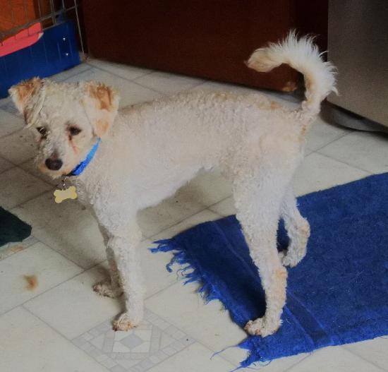 Charlie (two), an adoptable Poodle in Half Moon Bay, CA, 94019 | Photo Image 5