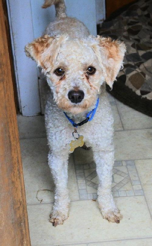 Charlie (two), an adoptable Poodle in Half Moon Bay, CA, 94019 | Photo Image 6