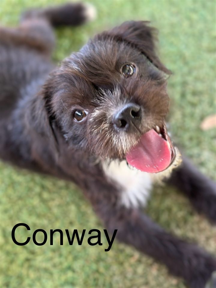 Conway 1