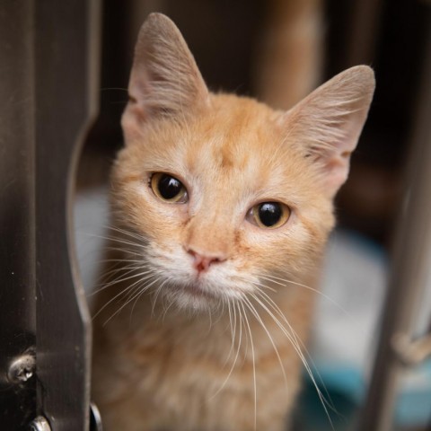 Seymour, an adoptable Domestic Short Hair in Salt Lake City, UT, 84106 | Photo Image 1