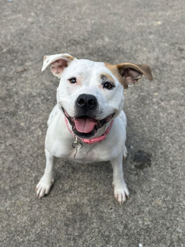 Olive Mini Pittie photo 1