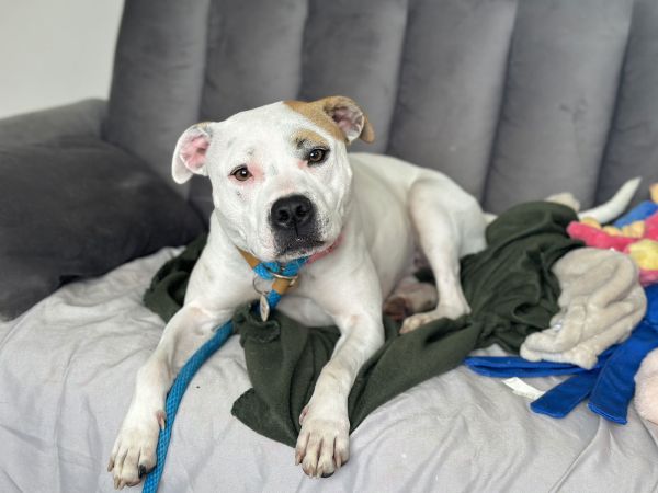 Olive Mini Pittie thumbnail 3
