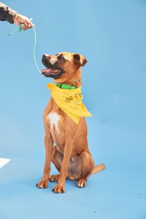 Jodi is a 4-year-old gorgeous red-headed boxerGerman Shepherd mix weighing 68lbs but is mostly legs