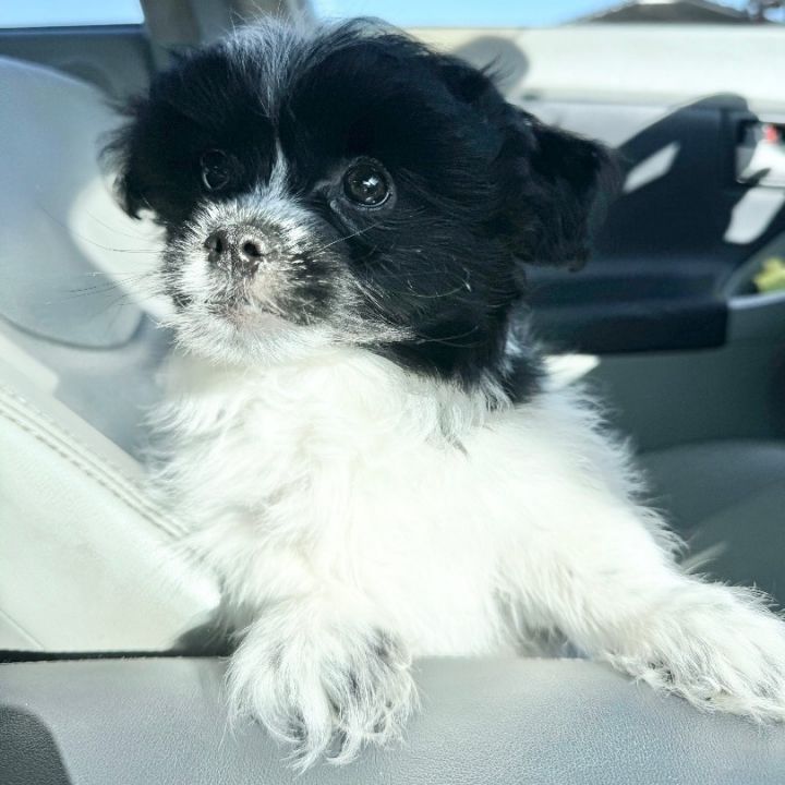 Maltipoo sales pomeranian mix