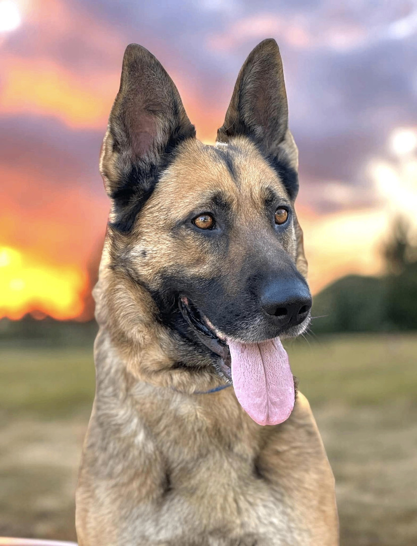 Daphne, an adoptable German Shepherd Dog in Boise, ID, 83705 | Photo Image 1