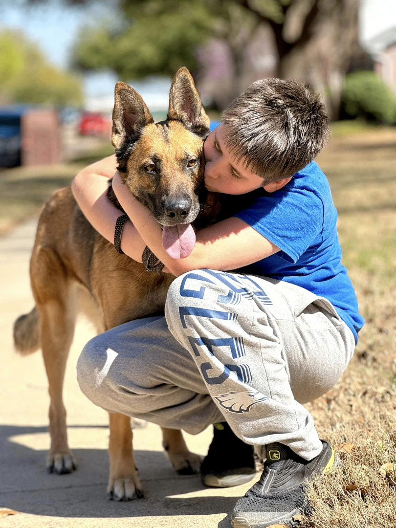 Daphne, an adoptable German Shepherd Dog in Boise, ID, 83705 | Photo Image 5