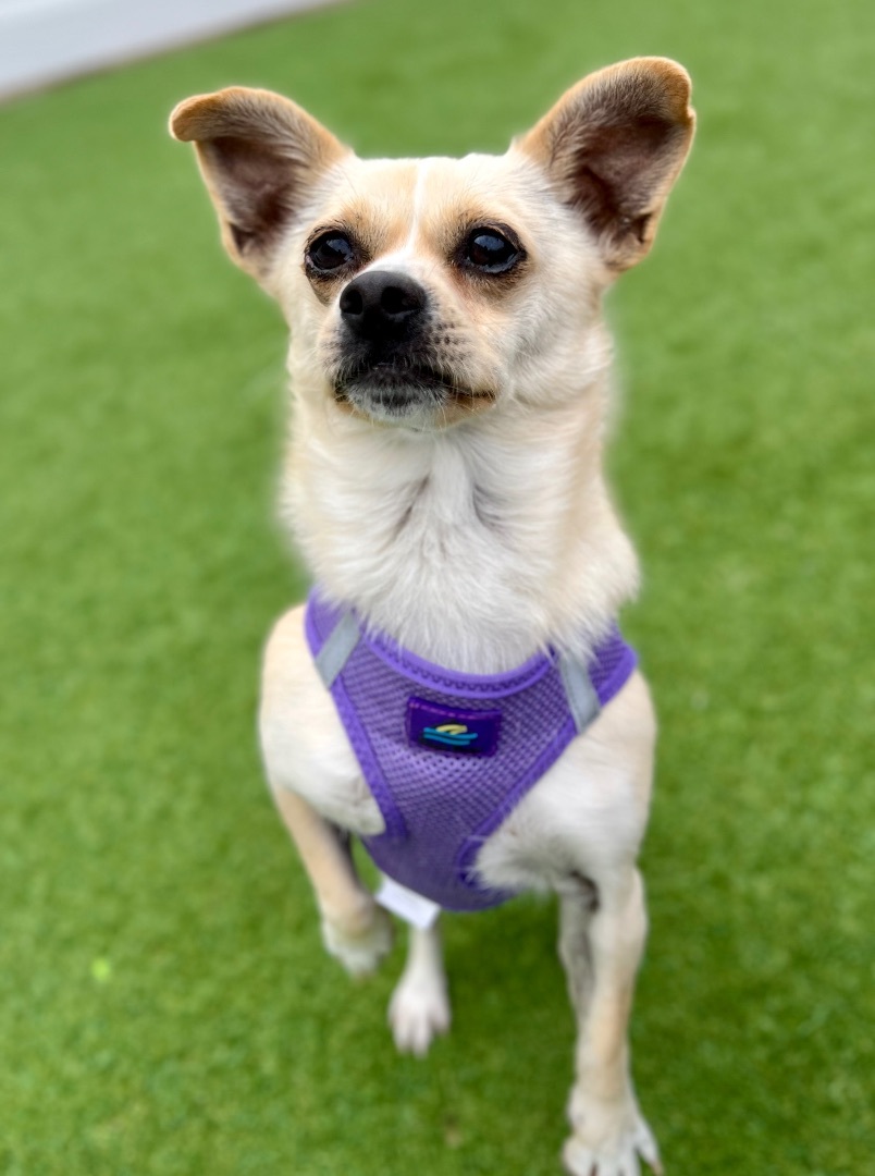 Dog for adoption Sugar a Chihuahua in Brookfield WI Petfinder