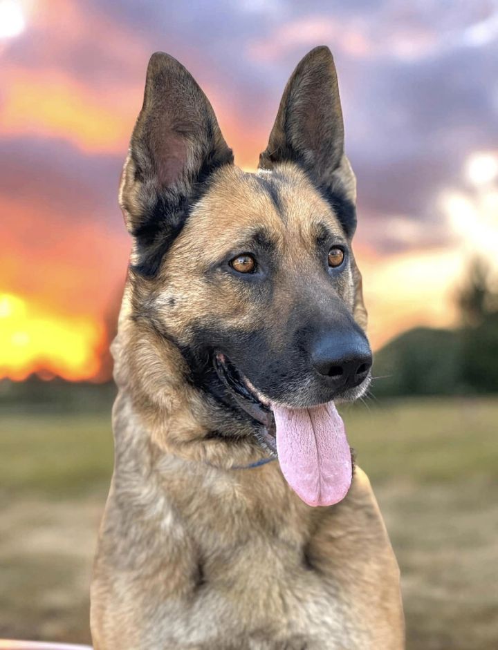 German shepherd puppies for 2024 sale in rochester mn