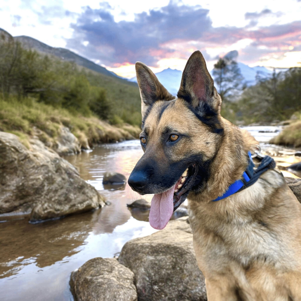 Daphne, an adoptable German Shepherd Dog in Springfield, OR, 97477 | Photo Image 2