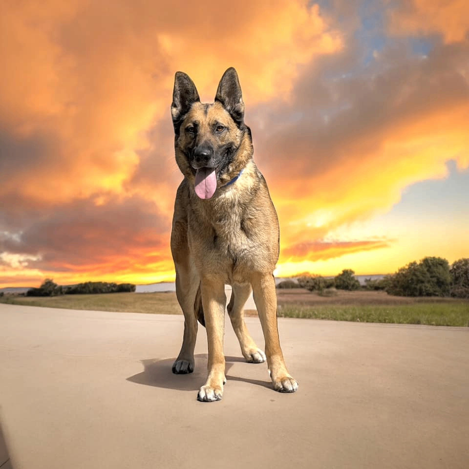 Daphne, an adoptable German Shepherd Dog in Springfield, OR, 97477 | Photo Image 3