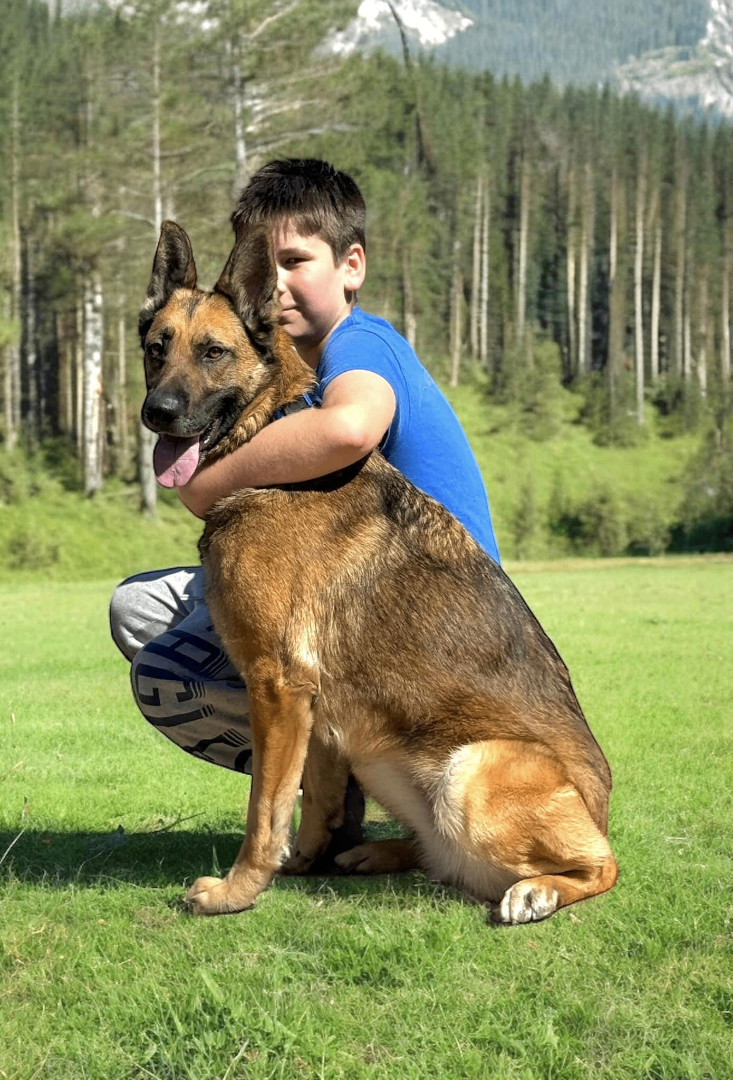 Daphne, an adoptable German Shepherd Dog in Springfield, OR, 97477 | Photo Image 4