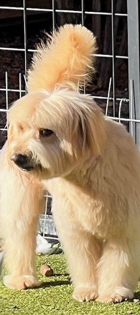 Wheaten terrier hot sale chow mix