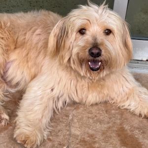 Wheaten poodle sales mix rescue