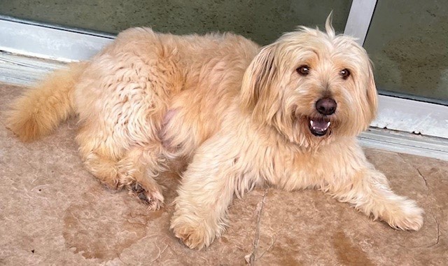 Wheaten poodle hot sale rescue