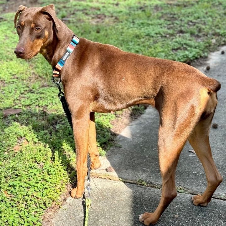 Doberman pinscher 2024 terrier mix