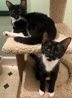 DOB51323 Kit Kat and Candy are a bonded brother and sister pair They are almost identical black 