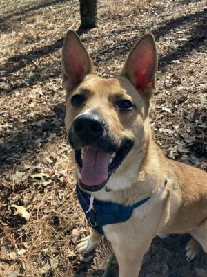 North little rock animal best sale shelter adoptables