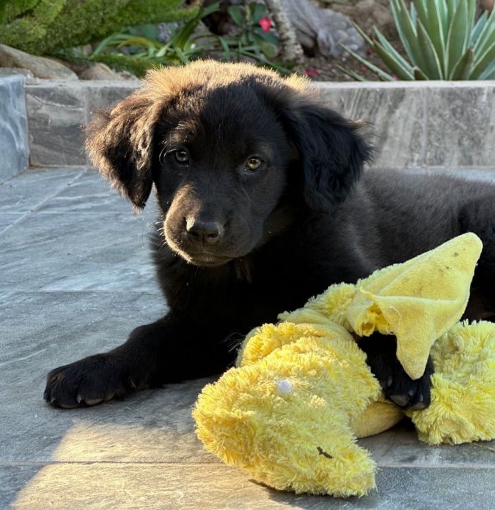 Long haired hot sale lab mix