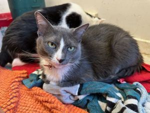 Gracie, Adult Female Domestic Short Hair