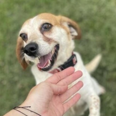 Maggie May, an adoptable Beagle, Terrier in Nowata, OK, 74048 | Photo Image 1