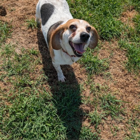 Maggie May, an adoptable Beagle, Terrier in Nowata, OK, 74048 | Photo Image 5