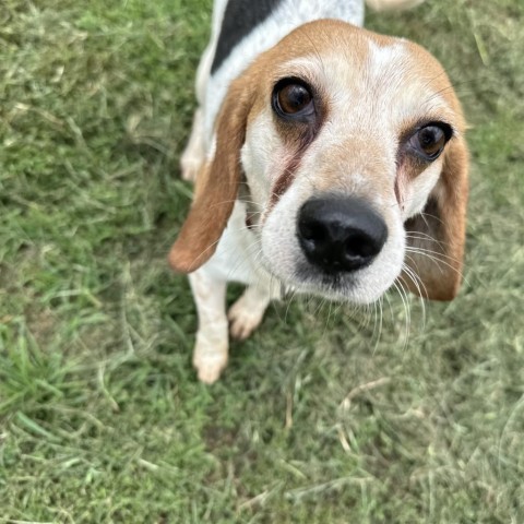 Maggie May, an adoptable Beagle, Terrier in Nowata, OK, 74048 | Photo Image 6